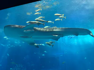 沖縄美ら海水族館に投稿された画像（2026/4/17）