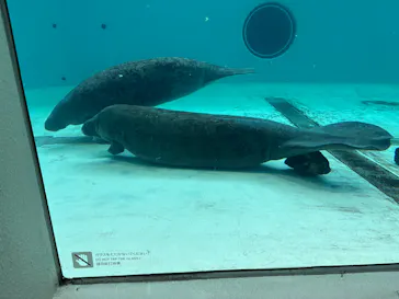 沖縄美ら海水族館に投稿された画像（2026/4/17）