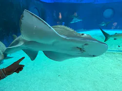 沖縄美ら海水族館に投稿された画像（2026/4/17）