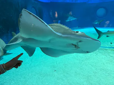 沖縄美ら海水族館に投稿された画像（2026/4/17）