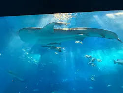 沖縄美ら海水族館に投稿された画像（2026/4/17）