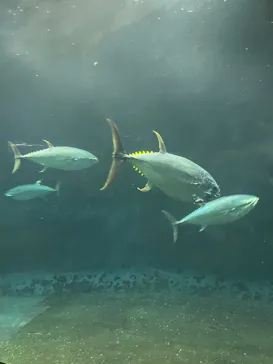 葛西臨海水族園に投稿された画像（2026/4/17）