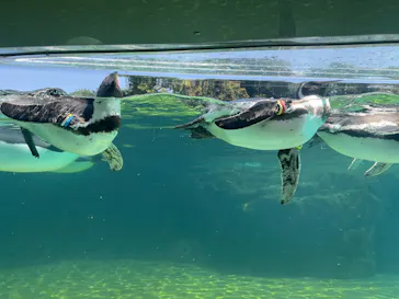 葛西臨海水族園に投稿された画像（2026/4/17）