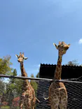 ANIMAL WONDER REZOURT 市原ぞうの国・サユリワールドに投稿された画像（2026/4/17）