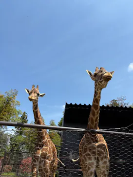 ANIMAL WONDER REZOURT 市原ぞうの国・サユリワールドに投稿された画像（2026/4/17）