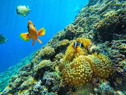 沖縄マリンサービス碧に投稿された画像（2026/4/17）