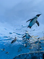 サンシャイン水族館に投稿された画像（2026/4/17）