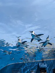 サンシャイン水族館に投稿された画像（2026/4/17）