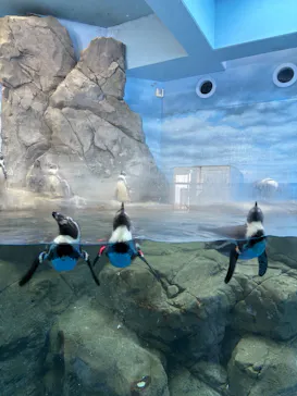 新江ノ島水族館に投稿された画像（2026/4/17）