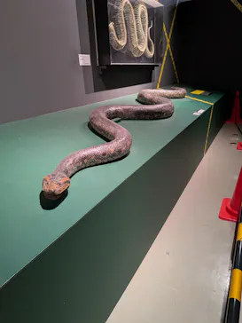 特別展「超危険生物展　科学で挑む生き物の本気」に投稿された画像（2026/4/17）