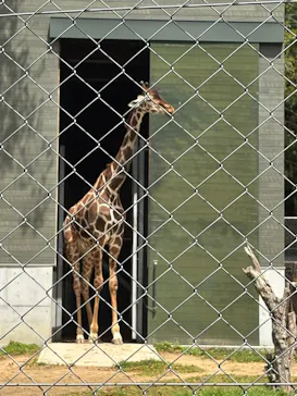 しろとり動物園に投稿された画像（2026/4/17）