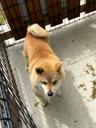 しろとり動物園に投稿された画像（2026/4/17）