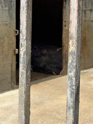 しろとり動物園に投稿された画像（2026/4/17）