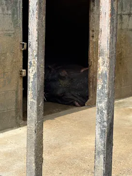 しろとり動物園に投稿された画像（2026/4/17）