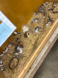 しろとり動物園に投稿された画像（2026/4/17）