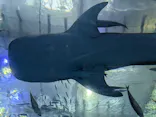 沖縄美ら海水族館に投稿された画像（2026/4/17）