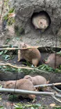 恩賜上野動物園に投稿された画像（2026/4/17）