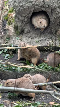 恩賜上野動物園に投稿された画像（2026/4/17）