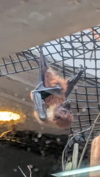 恩賜上野動物園に投稿された画像（2026/4/17）