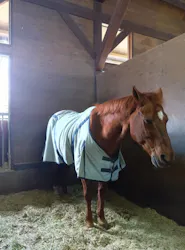 ノーザンホースパークに投稿された画像（2026/4/17）