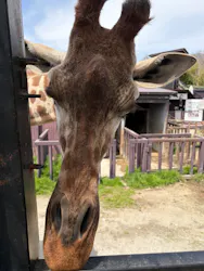 那須サファリパークに投稿された画像（2026/4/17）