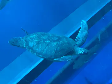 アクアワールド茨城県大洗水族館に投稿された画像（2026/4/17）