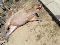 横浜・八景島シーパラダイスに投稿された画像（2026/4/17）