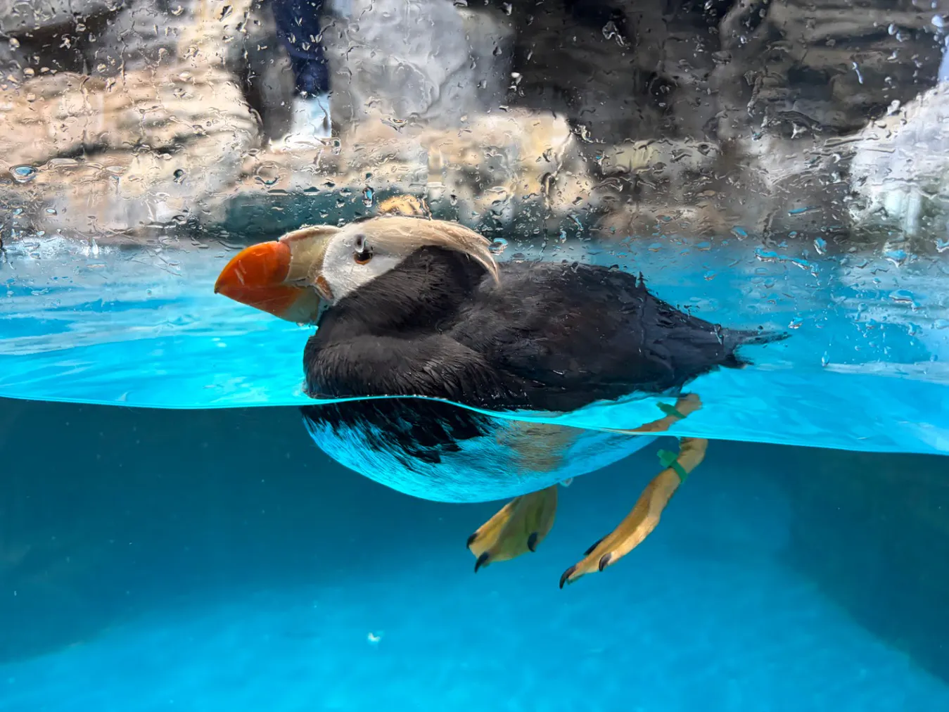 アクアワールド茨城県大洗水族館の口コミ ｜珍しいエトピリカが飼育