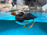 アクアワールド茨城県大洗水族館に投稿された画像（2026/4/18）