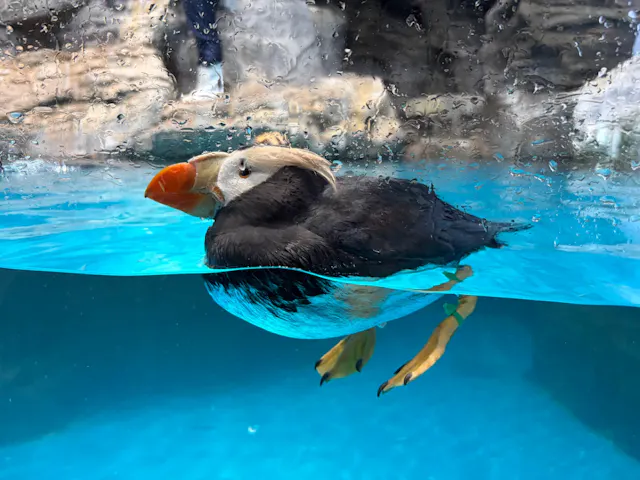 アクアワールド茨城県大洗水族館の口コミ ｜珍しいエトピリカが飼育