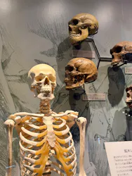 福井県立恐竜博物館に投稿された画像（2026/4/18）