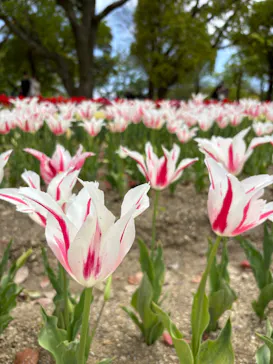 万博記念公園に投稿された画像（2026/4/18）