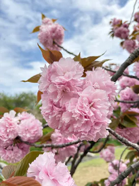 万博記念公園に投稿された画像（2026/4/18）