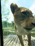 多摩動物公園 ライオンバス乗車券に投稿された画像（2026/4/18）