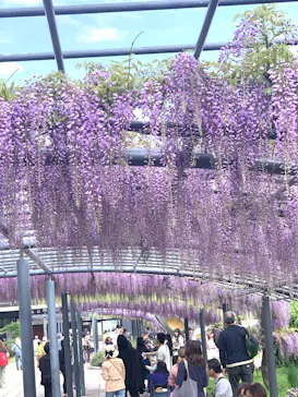 万博記念公園に投稿された画像（2026/4/18）