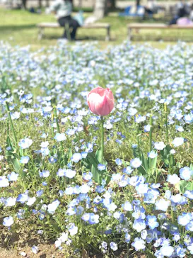 万博記念公園に投稿された画像（2026/4/18）