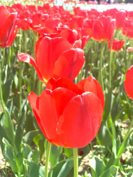 万博記念公園に投稿された画像（2026/4/18）