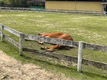淡路ファームパーク イングランドの丘に投稿された画像（2026/4/18）