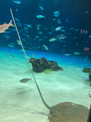 サンシャイン水族館に投稿された画像（2026/4/18）