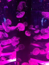 マクセル アクアパーク品川に投稿された画像（2026/4/18）