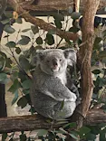 多摩動物公園 ライオンバス乗車券に投稿された画像（2026/4/18）