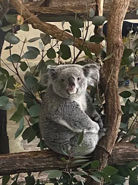 多摩動物公園 ライオンバス乗車券に投稿された画像（2026/4/18）