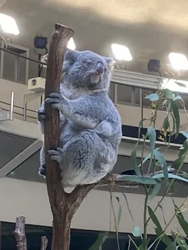 多摩動物公園 ライオンバス乗車券に投稿された画像（2026/4/18）
