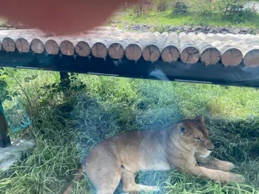 多摩動物公園 ライオンバス乗車券に投稿された画像（2026/4/18）
