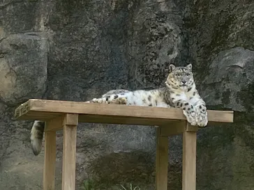 多摩動物公園 ライオンバス乗車券に投稿された画像（2026/4/18）