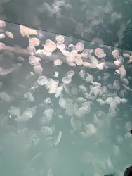 アクアワールド茨城県大洗水族館に投稿された画像（2026/4/18）