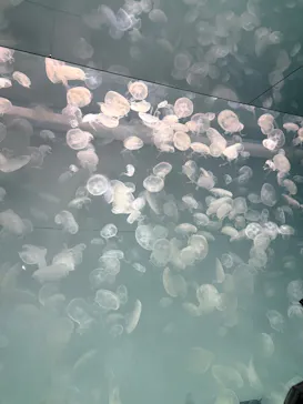 アクアワールド茨城県大洗水族館に投稿された画像（2026/4/18）