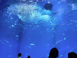 アクアワールド茨城県大洗水族館に投稿された画像（2026/4/18）