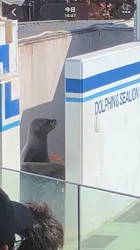 しながわ水族館に投稿された画像（2026/4/18）