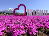 富士芝桜まつり(富士本栖湖リゾート)に投稿された画像（2026/4/18）